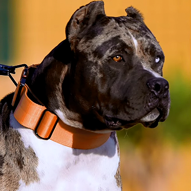 Bestia GripPro Handle Dog Collar