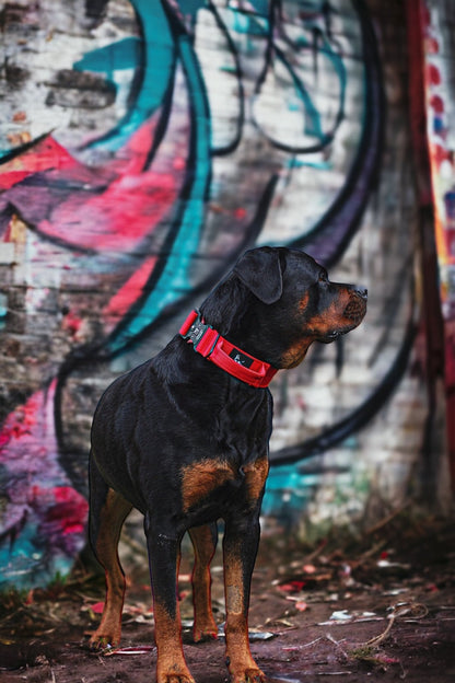Bestia GripPro Handle Dog Collar