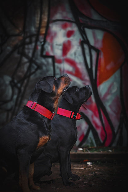 Bestia GripPro Handle Dog Collar